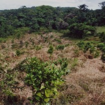 Frische Baumpflanzungen in Costa Rica