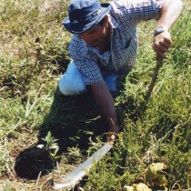 Forstmann Warner hält mit einer Machete eine Pflanzstelle frei